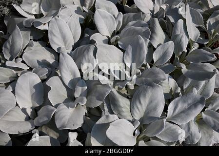 Senecio candele Angel Wings fogliame bianco e argenteo Foto Stock