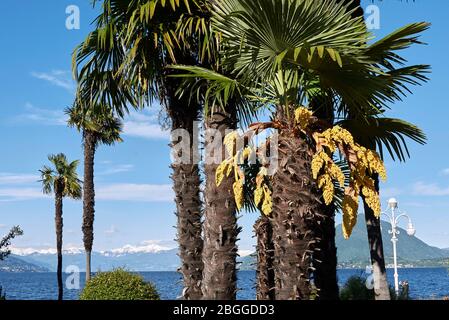 Trachycarpus fortunei palme in fiore Foto Stock