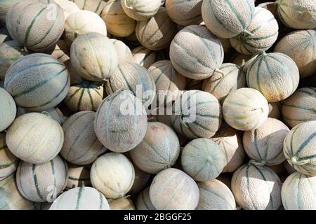 Melone fresco o cantalupe sul mercato Foto Stock