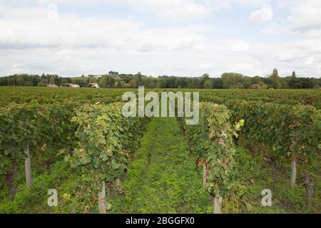 Vista sui vigneti francesi a Saint Emilion villaggio Bordeaux in Francia Foto Stock