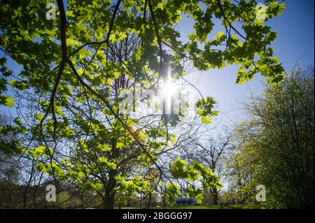 Glasgow, Regno Unito. 21 Apr 2020. Nella foto: Il sole sta spaccando gli alberi sotto un baldacchino scuro di fronde verdi. Scene del Kelvingrove Park di Glasgow durante il blocco del coronavirus (COVID-19). Credit: Colin Fisher/Alamy Live News Foto Stock