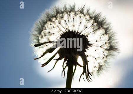 Testa di un dente di leone maturo in piena fioritura con il sole direttamente dietro di esso Foto Stock