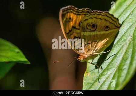 Peacock Pansy - Junonia almana, bella farfalla arancione da prati e boschi del sud-est asiatico, Malesia. Foto Stock