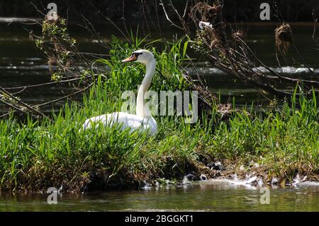 Swan sul fiume Wye vicino Llansteffan. Foto Stock