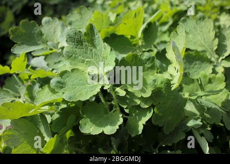 Celandina maggiore (Chelidonio majus), anche nota come capezzolo, erba swallowwort, o tetterwort, che cresce nel giardino. Pianta medicinale Foto Stock