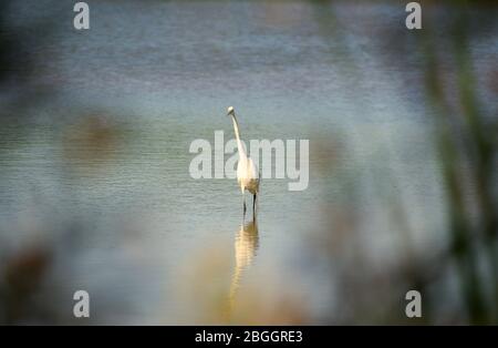 Grande Eret bianco incorniciato attraverso erbacce paludose Foto Stock