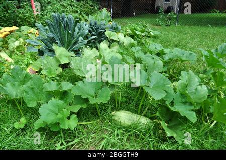 Coltivazione di squash e verdure in giardino urbano Foto Stock