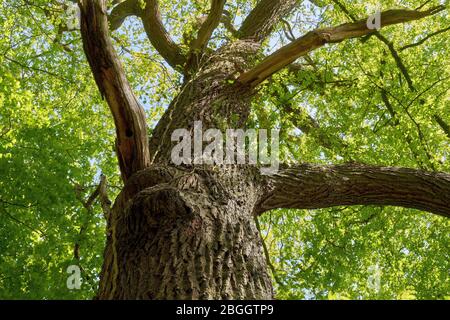 Una bella quercia grande in primavera Foto Stock