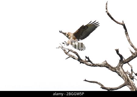 Predatore di piume, aquila, con ali stese e sguardo attento, adagiandosi su un albero secco su fondo bianco. Foto Stock