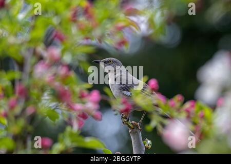 Northern mockingbird incorniciato da fiori rosa. L'unico mockingbird trovato in Nord America. Foto Stock