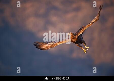 Aquila d'oro, Bulgaria Foto Stock