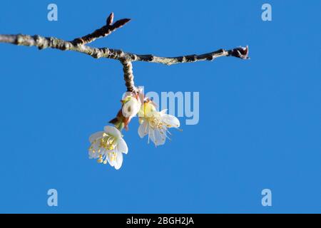 Prunus serrula - ciliegio tibetano - fiori in fiore Foto Stock