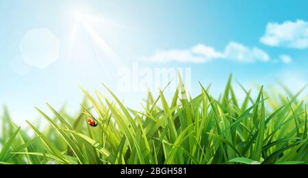 Primavera sfondo con erba verde fresco il Ladybug su cielo blu sfondo luminoso. Concetto estivo. Primo piano, macro. Foto Stock