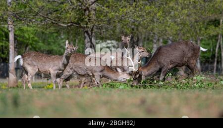 I cervi di Sika si sono arenati in un parco faunistico Foto Stock