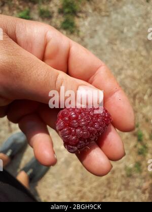 Un grande lampone in mano di un grembo. Lamponi dolci maturi. Foto Stock