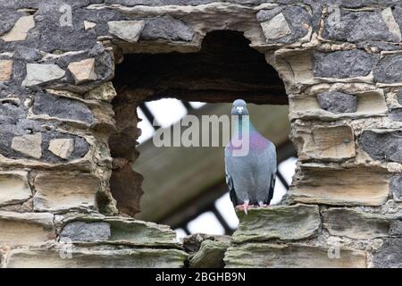 Un piccione inquisitivo arroccato in un buco in un muro di pietra Foto Stock