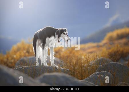 Bella razza Saluki cane sulle rocce. Foto Stock