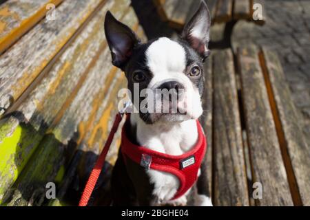 Adorabile giovane Boston Terrier Puppy in imbracatura rossa seduta su una panchina. Foto Stock