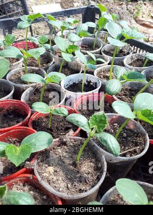 Giovani pianta di cetrioli in vetri in una serra. Foto Stock