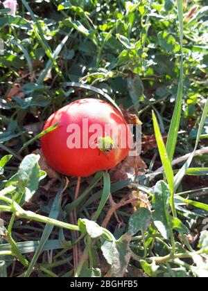 Il bedbug si siede su un pomodoro rosso. Peste di pomodoro Foto Stock