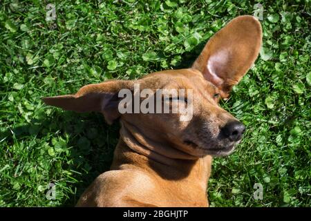 Dachshund cane dorme sull'erba nel giorno di sole. Buon cane dachshund godendo il sole nel giardino. Foto Stock