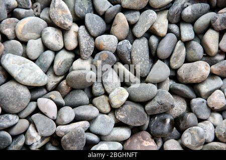 Pietra di corallo Foto Stock