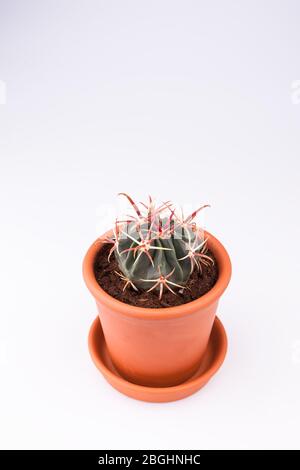 Cactus in una pentola rossa su fondo bianco, verticale. Foto Stock
