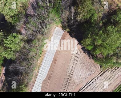 Coltivato, campo agricolo sul bordo della foresta, fotografato con drone dall'alto utilizzando l'occhio aquila vista Foto Stock