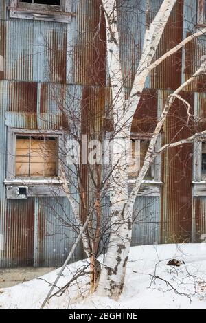 Carta Birch con vecchio edificio commerciale della pesca adiacente al molo di Stato di Whitefish Point sulla Baia di Whitefish del Lago superiore, Upper Peninsula, Michigan, Foto Stock