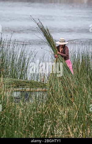 Donne indigene che raccolgono canne ai margini del lago Titicaca, Puno, Perù meridionale Foto Stock