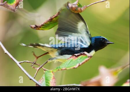 Maschio nero-throated blu verruche in primavera Foto Stock