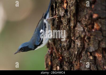 Maschio nero-throated blu verruche in primavera Foto Stock