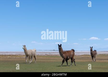 Tre Llamas che camminano lungo il Salar de Uyuni (saline), Uyuni, Bolivia durante la stagione delle piogge, quando la salina è un lago esteso Foto Stock