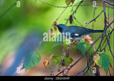 Maschio nero-throated blu verruche in primavera Foto Stock