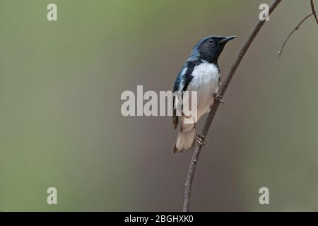 Maschio nero-throated blu verruche in primavera Foto Stock