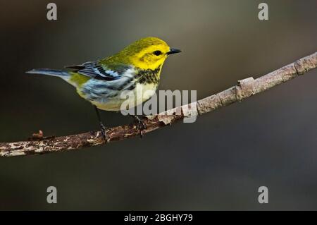 Nero-verde throated trillo nella migrazione a molla Foto Stock