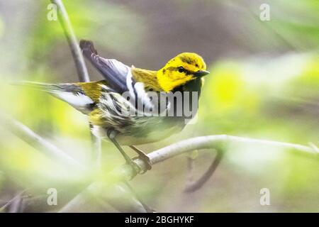 Nero-verde throated trillo nella migrazione a molla Foto Stock