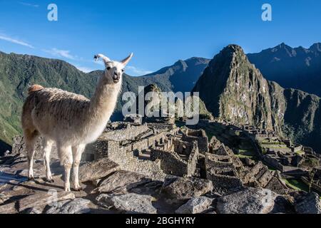 Llama che posa di fronte al sito antico di Machu Picchu con Huayna Picchu sullo sfondo Foto Stock