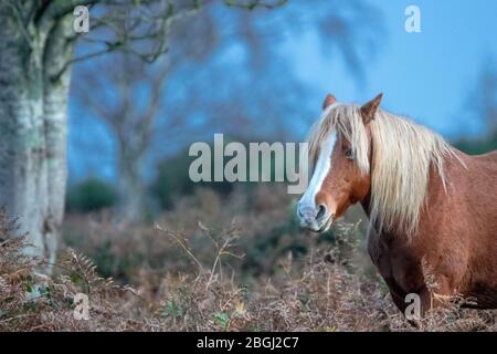Primo piano pony selvaggio a New Forest, Hampshire UK Foto Stock
