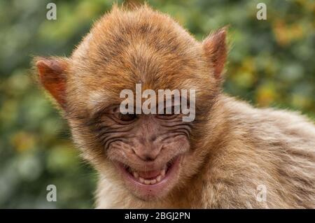 Primo piano della testa di un Barbery Macaque Foto Stock