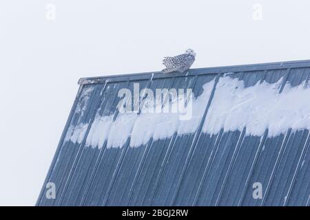 Gufo nevoso, scandiacus di bubo, femmina arroccato su un tetto mentre si aggirava nella zona di Rudyard nella Penisola superiore, Michigan, Stati Uniti Foto Stock