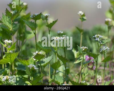 Senape all'aglio in fiore, Alliaria-petiolata Foto Stock