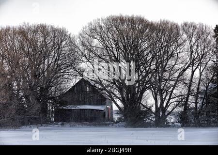 Fienile seduto tra grandi alberi di salice in una giornata invernale nella parte orientale della penisola superiore, Michigan, Stati Uniti [Nessun rilascio di proprietà; disponibile per i liceni editoriali Foto Stock