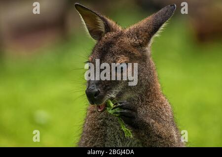 Primo piano della testa di un canguro Bennett Foto Stock