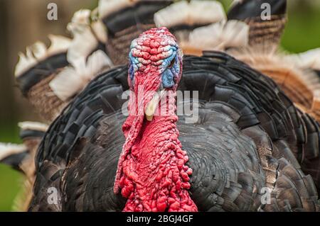 Primo piano del capo di una turchia interna Foto Stock