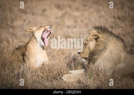 Busanga Plains, una destinazione esclusiva per safari nel Parco Nazionale di Kafue, Nord-Occidentale, Zambia, è sede di un orgoglio di leoni africani, Panthera leo. Foto Stock