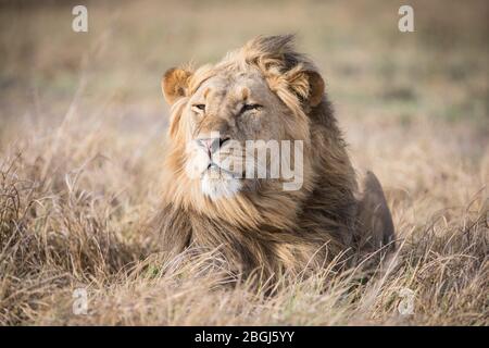 Busanga Plains, una destinazione esclusiva per safari nel Parco Nazionale di Kafue, Nord-Occidentale, Zambia, è sede di un orgoglio di leoni africani, Panthera leo. Foto Stock