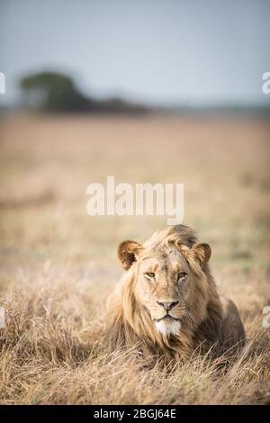 Busanga Plains, una destinazione esclusiva per safari nel Parco Nazionale di Kafue, Nord-Occidentale, Zambia, è sede di un orgoglio di leoni africani, Panthera leo. Foto Stock