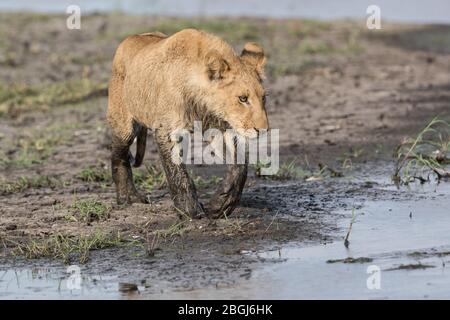 Busanga Plains, una destinazione esclusiva per safari nel Parco Nazionale di Kafue, Nord-Occidentale, Zambia, è sede di un orgoglio di leoni africani, Panthera leo. Foto Stock