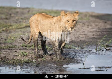 Busanga Plains, una destinazione esclusiva per safari nel Parco Nazionale di Kafue, Nord-Occidentale, Zambia, è sede di un orgoglio di leoni africani, Panthera leo. Foto Stock